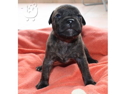 staffordshire bull terrier