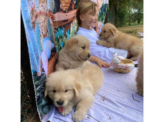 PoulaTo: Disponibili pui jucăuși de Golden Retriever