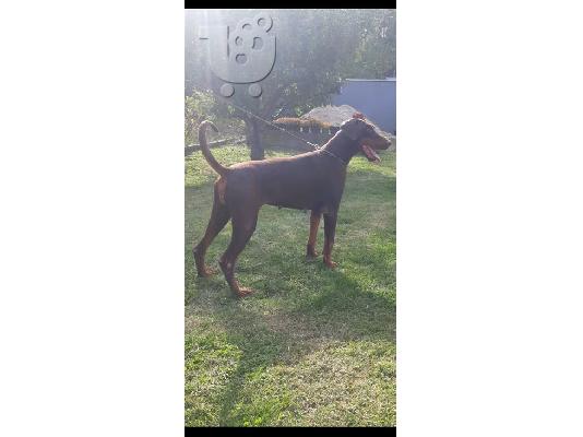PoulaTo: Πώληση θηλυκό Doberman