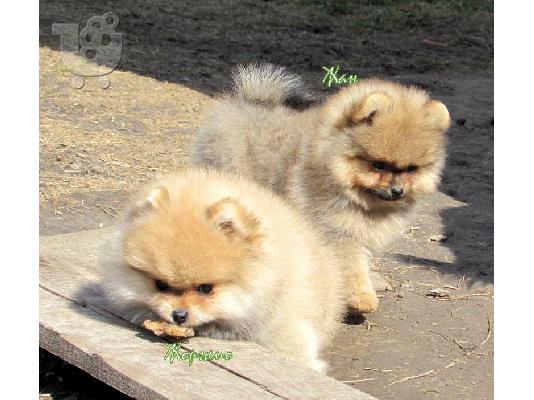 ένα αρσενικό και ένα θηλυκό ροζ κουτάβια