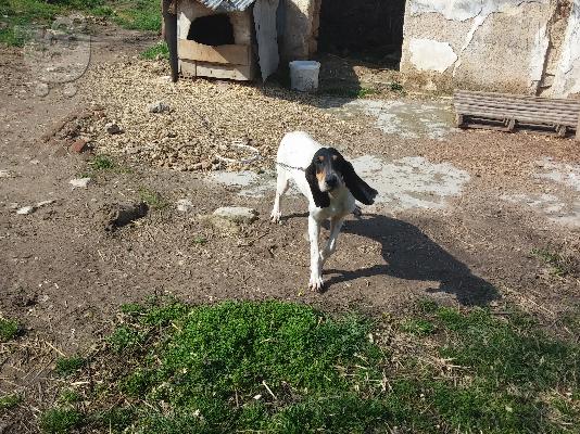 Πωλείται κυνηγητικός σκύλος Αριένγις