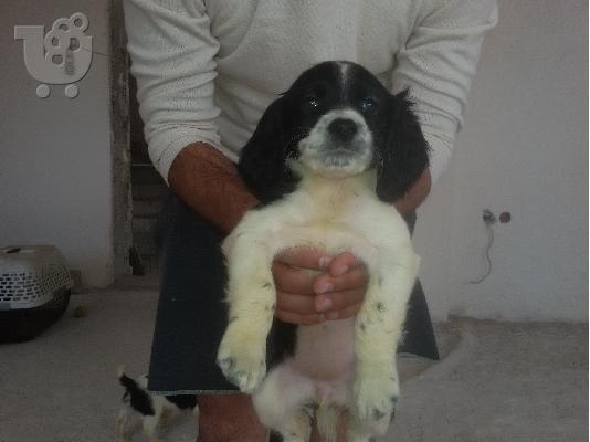 Springer Spaniel