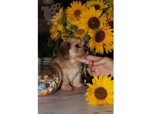 Havanese Bichon κουτάβια