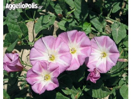 Convolvulus Tricolor - 50 Σποροι Τριχρωμο