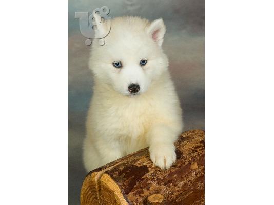 Siberian Husky....Χασκι Σιβηριανα καθαροαιμα κουταβια