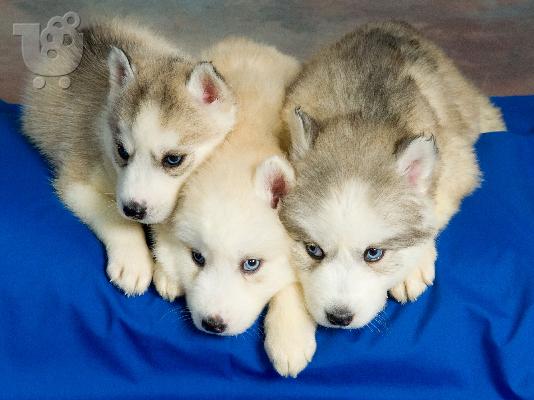 Το καλυτερο για το Νεο Ετος - Χασκυ Σιβηριας <3