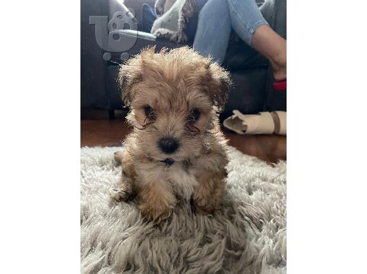 Πωλείται κουτάβι Yorkshire Terrier