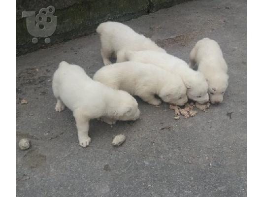 PoulaTo: Ποιμενικός Κεντρικής Ασίας – 380 euro Real foto!
