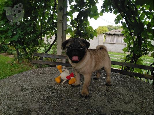 Pug κουτάβια