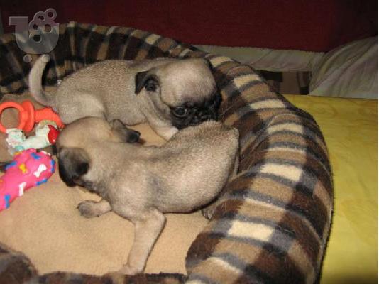 πώληση Pugs