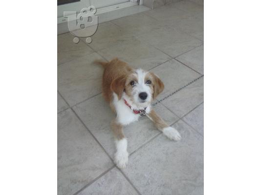 πωλειται καθαροαιμο γκριφον