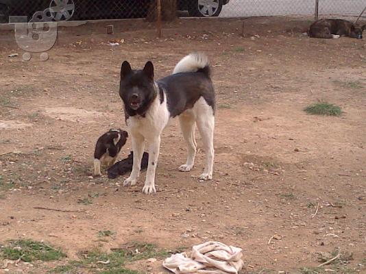 PoulaTo: ΑΚΙΤΑ AMERICAN ΠΩΛΟΥΝΤΑΙ ΚΟΥΤΑΒΙΑ