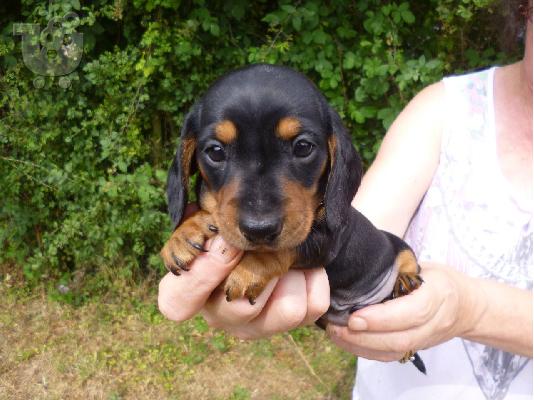 PoulaTo: Κουτάβια Dachshund