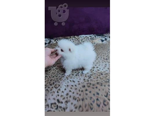 PoulaTo: Εκπαιδευμένα κουτάβια Pomeranian