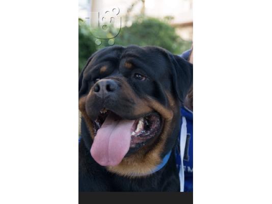 Κουτάβι rottweiler με pedigree