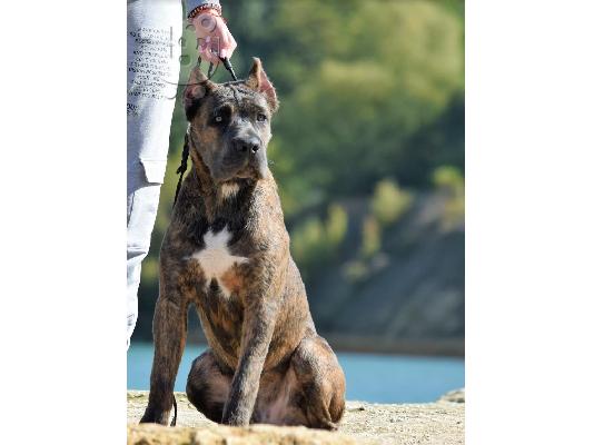 PoulaTo: Cane Corso αρσενικό προς πώληση