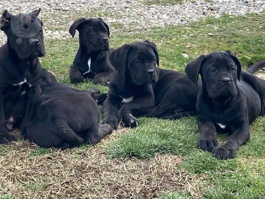 Cane Corso κουτάβια