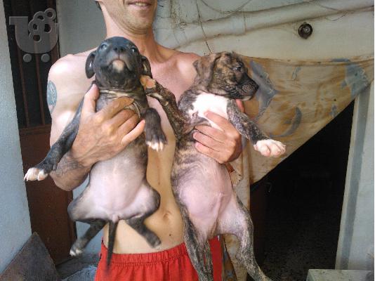 Διατίθοντε pitbull