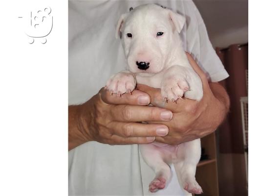 PoulaTo: κουτάβια Bull Terrier