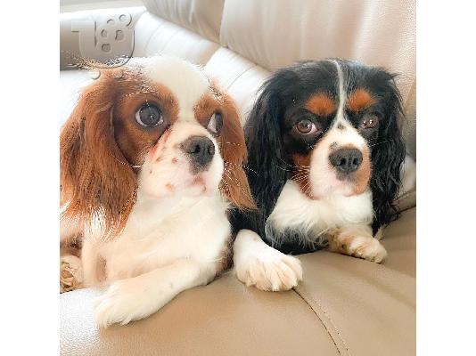 PoulaTo: Φοβερός Cavalier King Charles