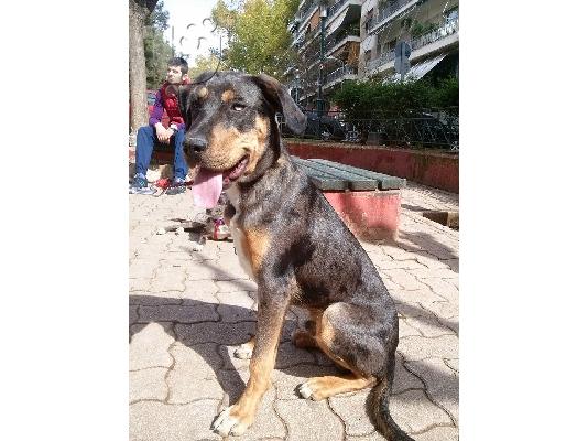 PoulaTo: χαριζεται ο σπανιος DARKO!