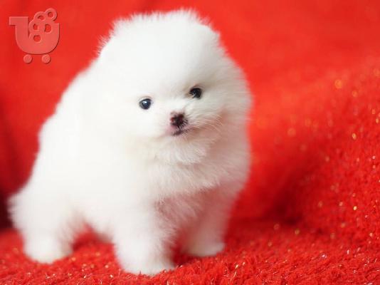 Ένα υπέροχο Pomeranian ψάχνει για ένα νέο σπίτι Έχουμε ένα ωραίο...