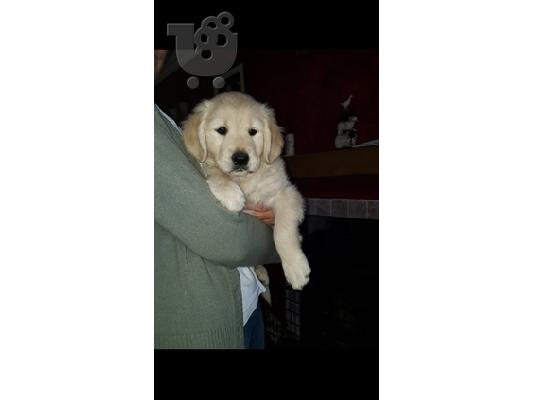 Όμορφα Golden Retriever κουτάβια