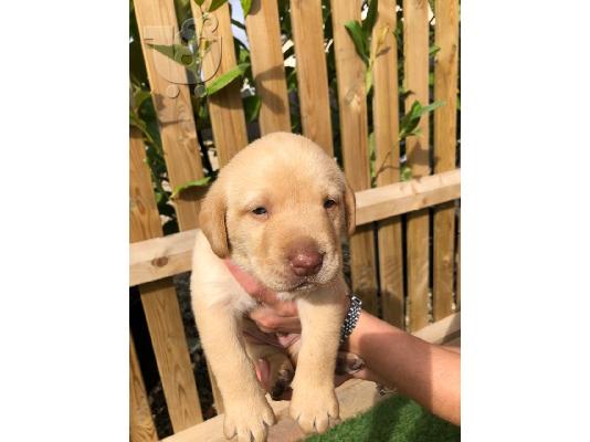 Προς πώληση Labrador Retriever Σκύλοι και κουτάβια
