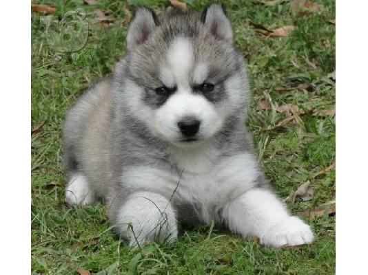 Koutávia tis Sivirías Husky, katharóaimo, mégisti poiótita.