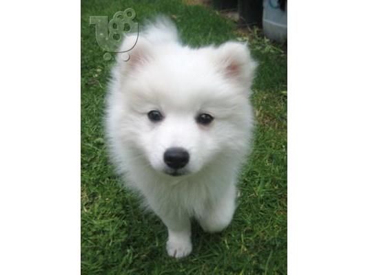 PoulaTo: Επιλεγμένα Καθαρόαιμα Kουταβάκια Spitz