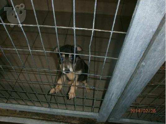 Κουταβακια χαριζονται