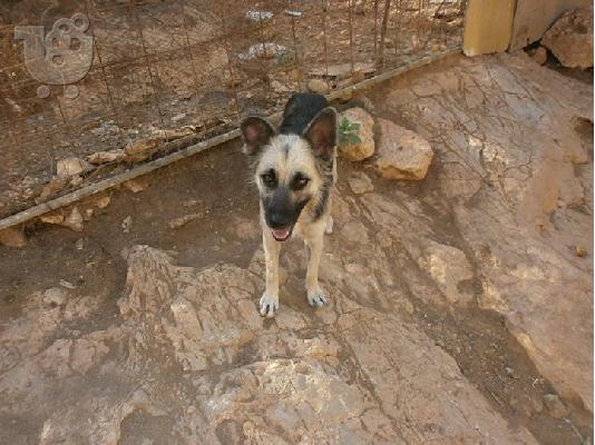 Λυκοσκυλιτσα χαριζεται