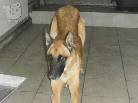 Καλαζαρικο Μαλινουα