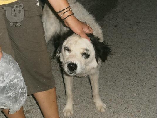 Η Μαυροματα ημιαιμη τσοπανοσκυλιτσα χαριζεται