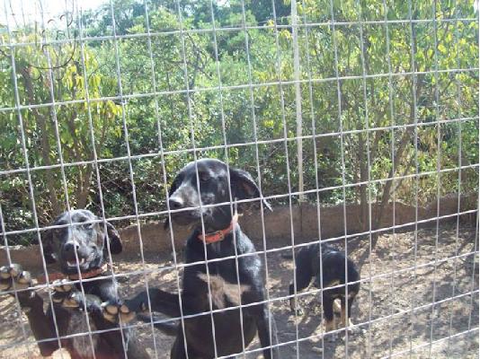 Νεαρες σκυλιτσες ψαχνουν οικογενειες