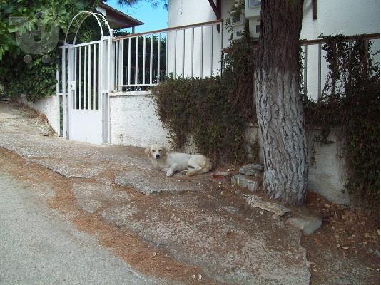 Μικροσωμη σκυλιτσα συντροφιας χαριζεται