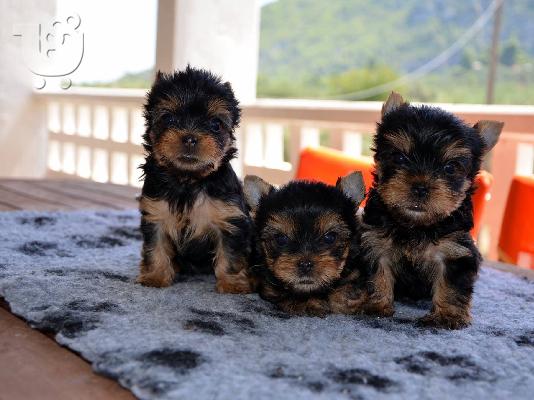 Πανέμορφα, Υγιέστατα κουταβάκια Yorkshire