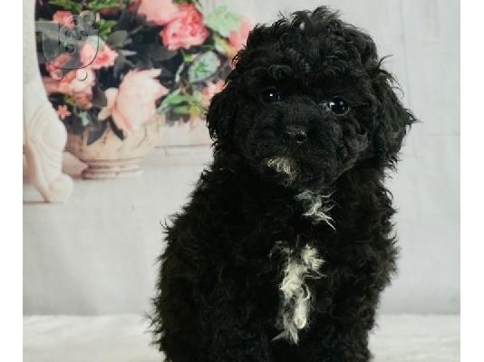 PoulaTo: Διαθέσιμα κουτάβια Poodle