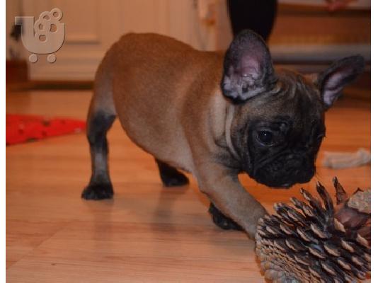 PoulaTo: χαριτωμένο γαλλικό μπουλντόγκ