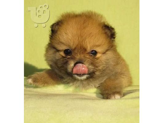 PoulaTo: Πουλήστε Pomeranian