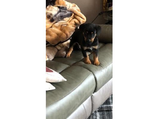 Plehra të përziera të shëndetshme të Rottweilers