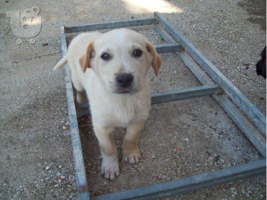 Κουταβακια χαριζονται