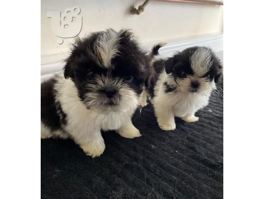 PoulaTo: SHIH TZU - πώληση κουτάβι