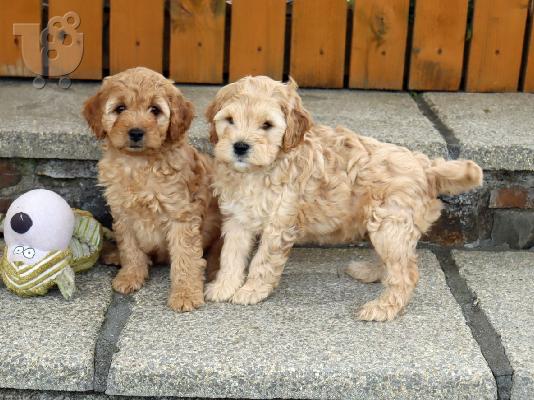 Cavapoo Red