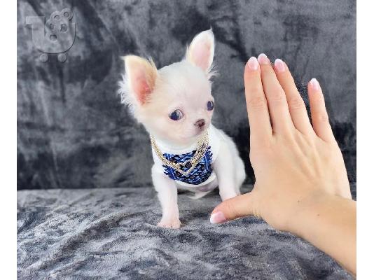 κουτάβια chihuahua