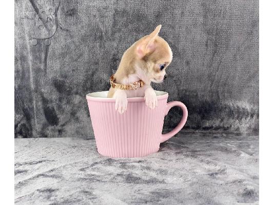 κουτάβια chihuahua