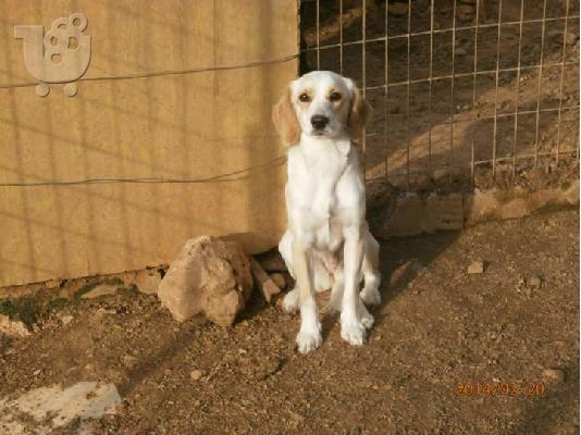 Λευκο σκυλακι χαριζεται