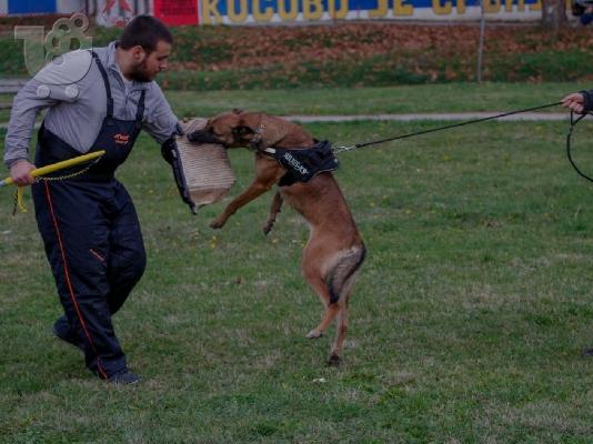 Βελγικός Ποιμενικός Μαλινουά