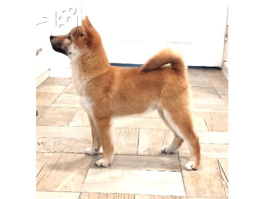 Shiba Inu κουτάβια