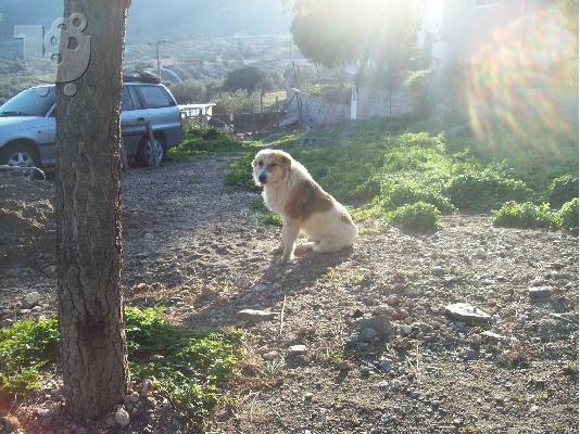 PoulaTo: WOODY Ο ΤΡΥΠΟΚΑΡΥΔΟΥΛΗΣ